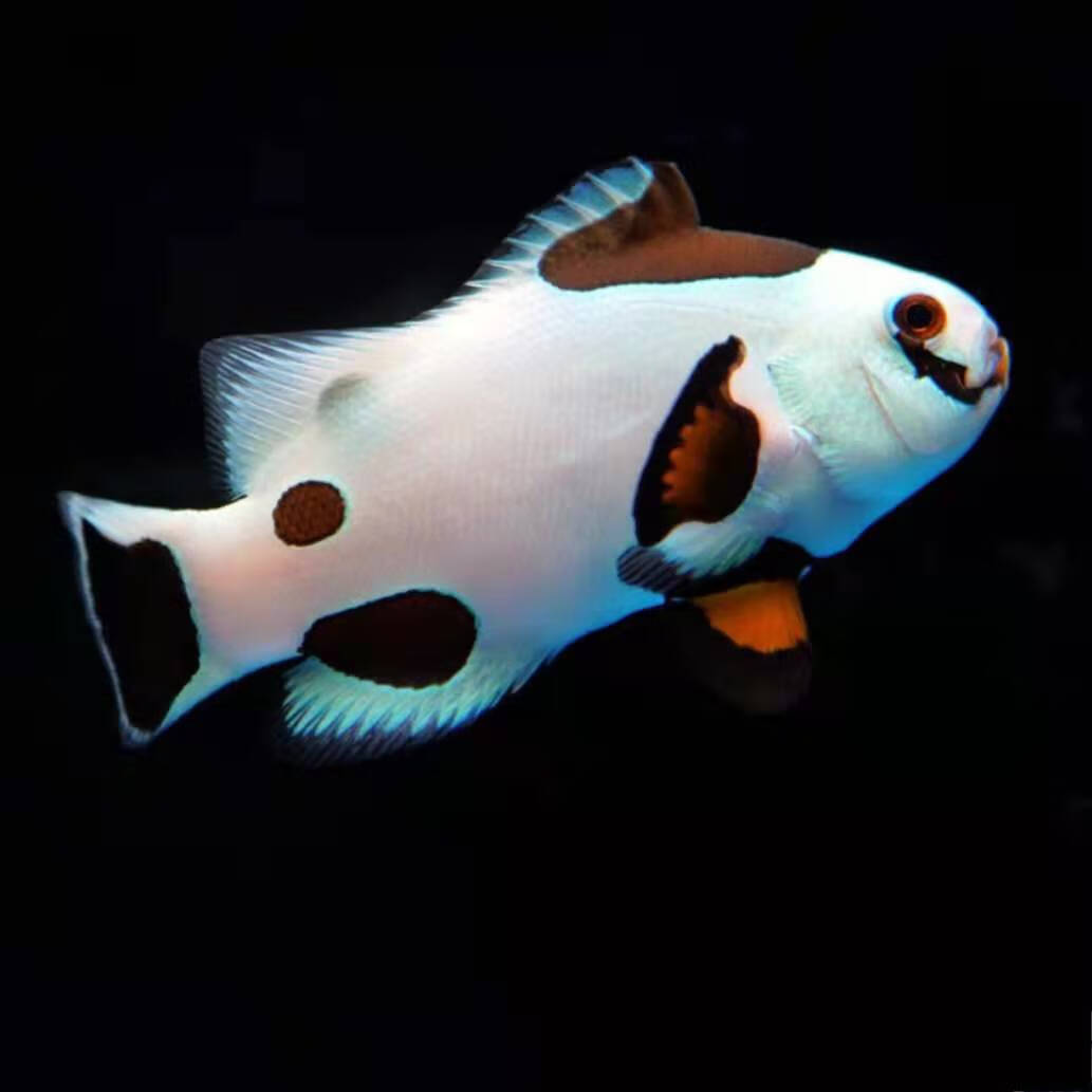 金线银网红背人工小丑黑玛瑙金砖透红熊猫活体观赏鱼熊猫小丑5cma级