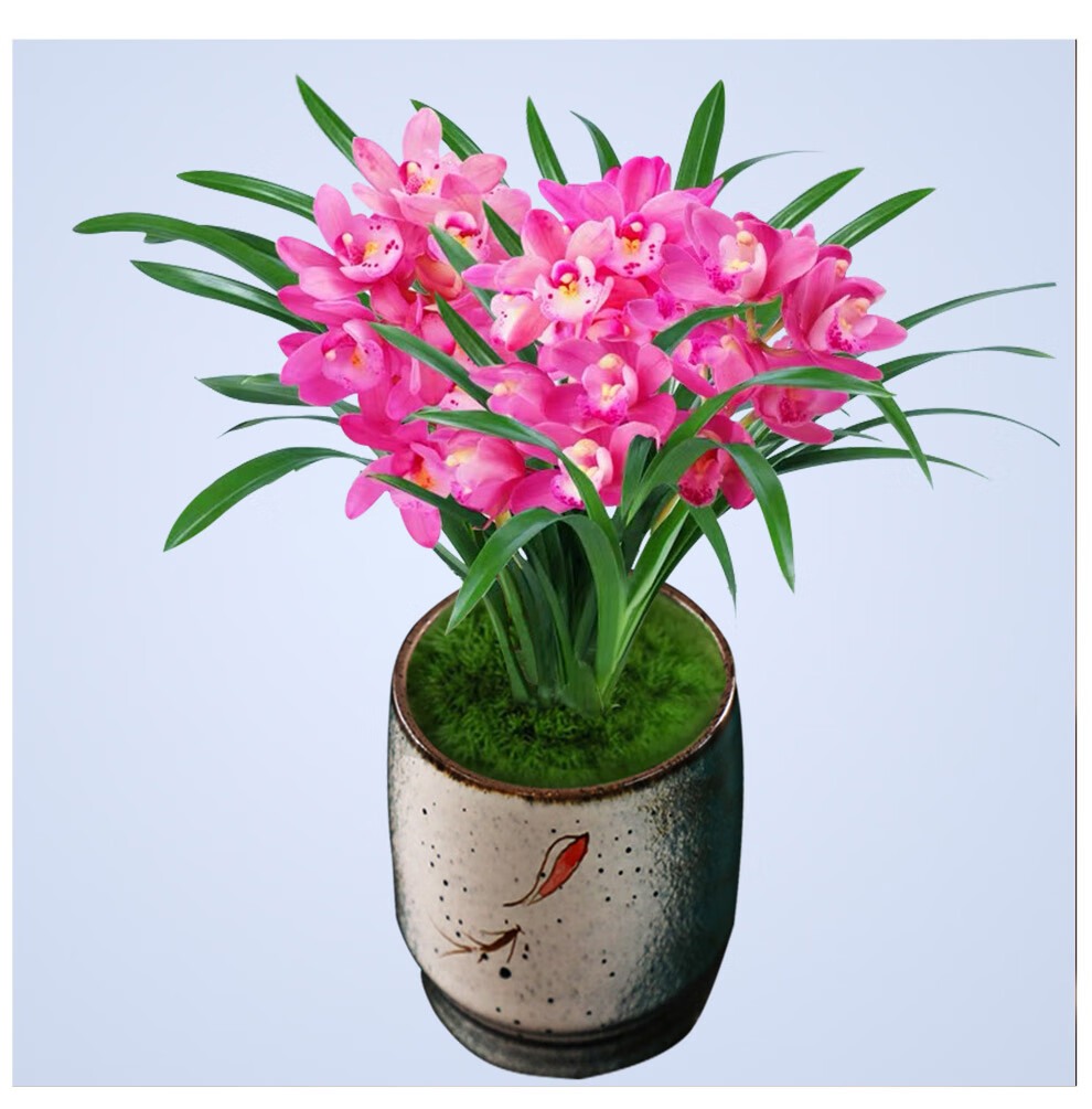 乐乐兰业 建兰香妃 满屋飘香四季常青兰花苗盆栽室内外花卉绿植物好养