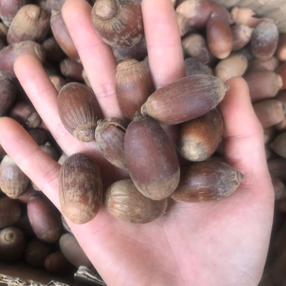 有仁堂狗鞭果 风流果 猪仔粒毛毛果500克【图片 价格 品牌 报价】