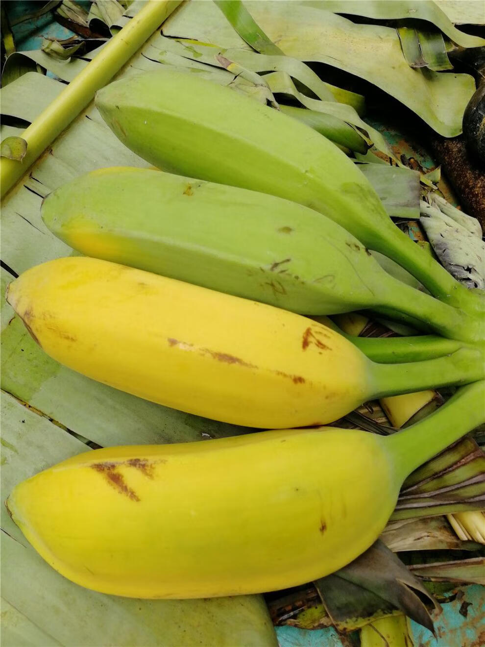 悠妃 广西新鲜芭蕉牛蕉大蕉大芭蕉板蕉banana牛角蕉青香蕉 9斤净重