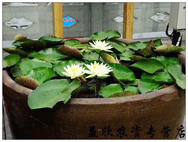 淨化水源池塘大缸養殖水生植物睡蓮根莖種根根塊水養花卉魚池除異味