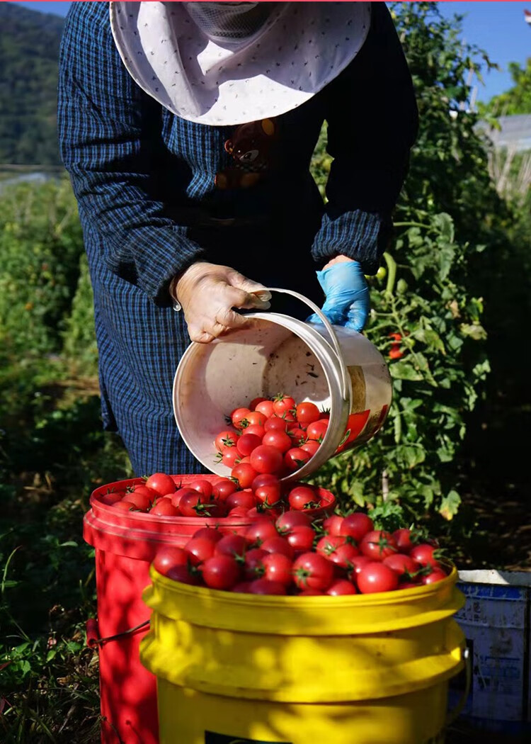 现摘现发露天自然成熟攀枝花千禧果小番茄新鲜当季水果3斤5斤圣女果
