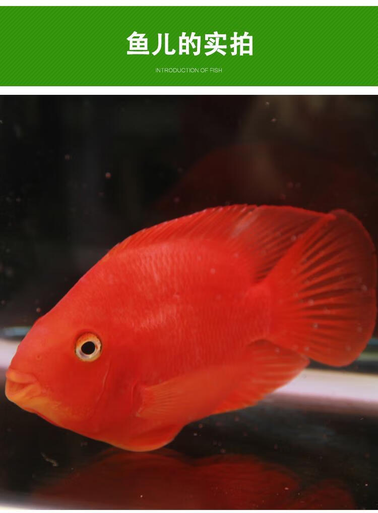 红白鹦鹉鱼活鱼风水鱼招财黑红黄斑马活体 12-14cm梅花鹦鹉1条【图片