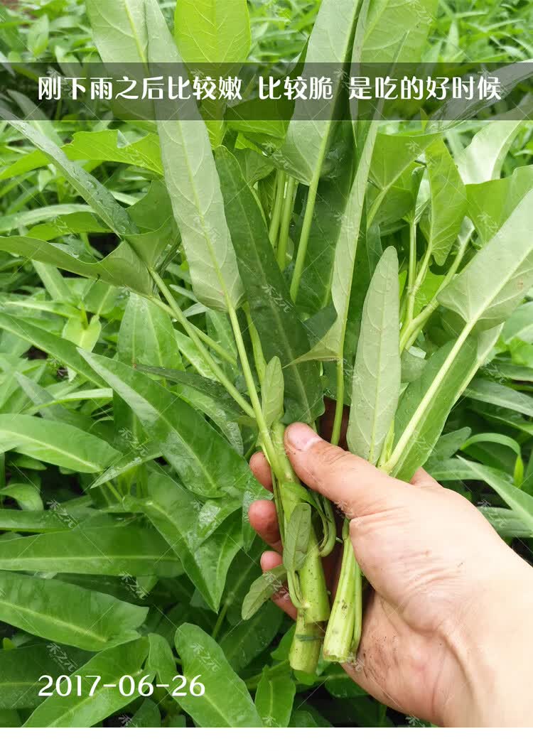 空心菜籽种种子大全水上四季菜苗带根蔬菜空心菜种籽种孑农家盆栽