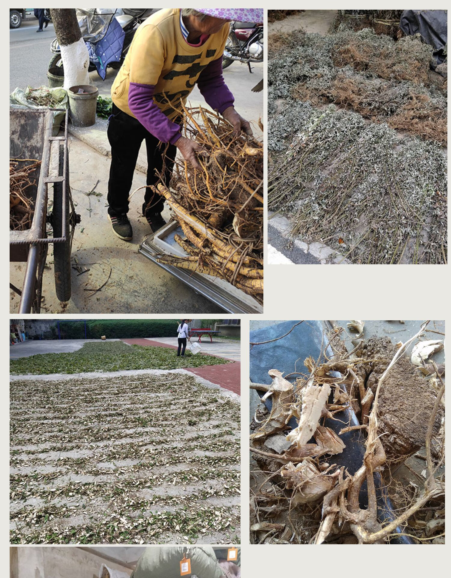 仕联小号正宗深山不出头中药材葛菌丛蓉中草药葛藤菌地重楼石上莲独角