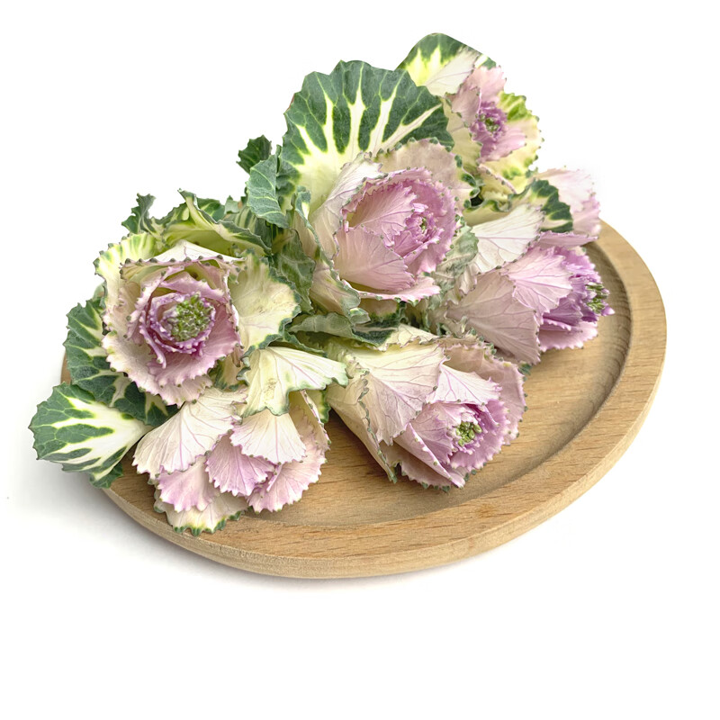 白羽衣甘蓝花10朵30朵50朵西餐日料冷艺摆盘装饰点缀材料健康轻食195g