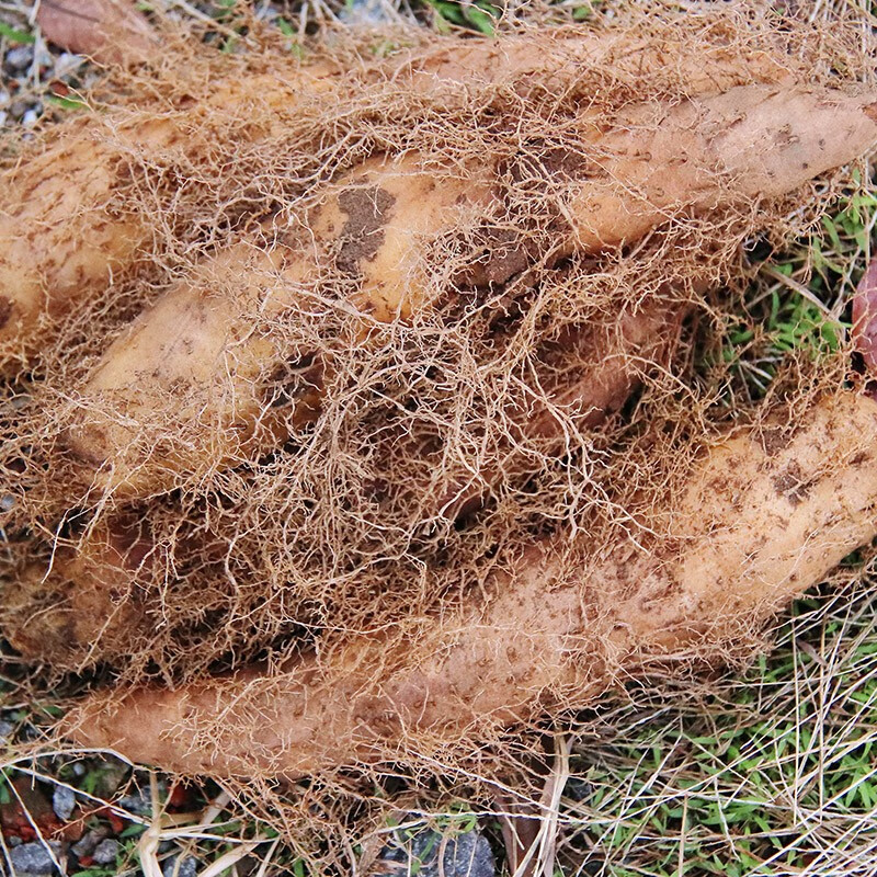 廣東新鮮毛薯甜薯茂名特產火苕腳板薯田薯現挖大毛薯豬仔薯粉糯香10斤