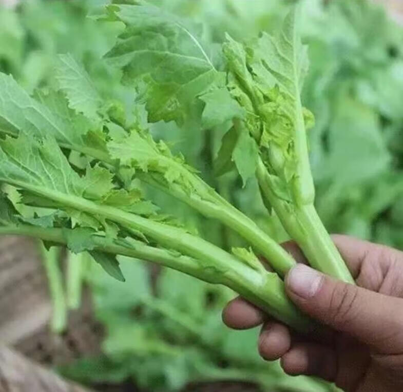 头茬四川油菜苔油菜尖新鲜蔬菜油菜青菜苔3斤