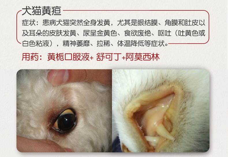 金澳康威猫传腹药腹水治疗肝炎狗狗护肝猫咪肾衰竭黄疸黄栀口服液保肝护肾 图片价格品牌报价 京东