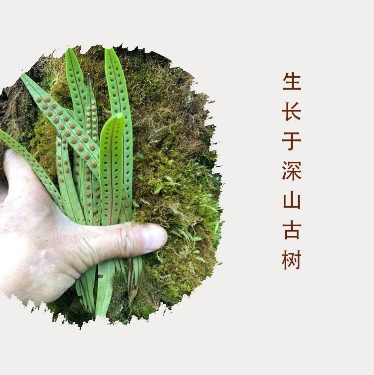 化石草中医世家图片