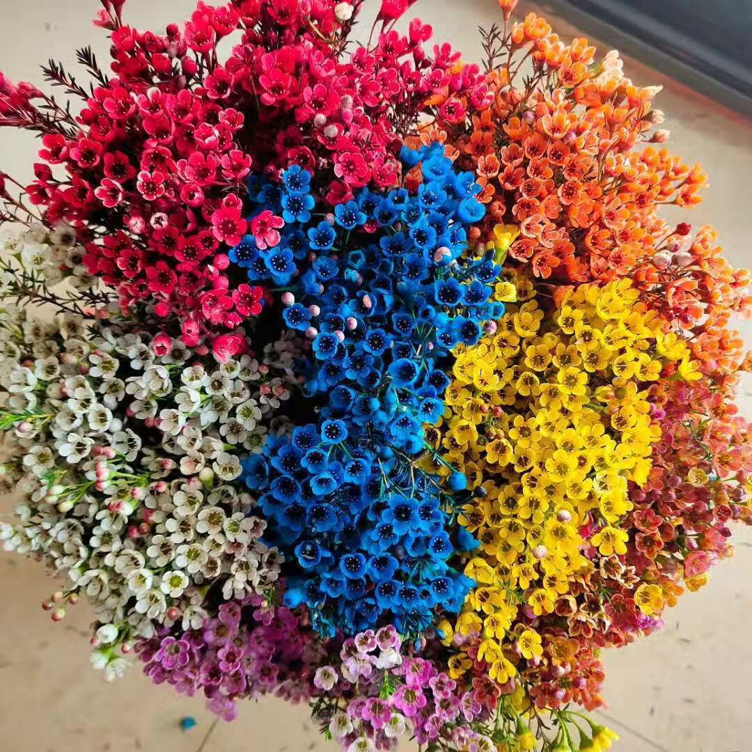 【顺丰】年宵花云南优质澳洲腊梅好养花期长家居办公装饰花束 彩色一