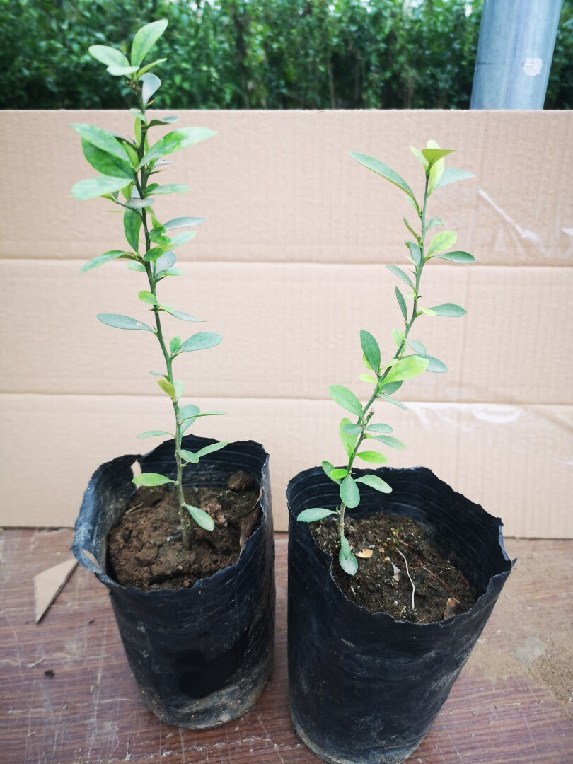 园艺金豆苗金豆盆景苗杯苗金豆小苗金豆杯苗一级苗2棵带盆栽好