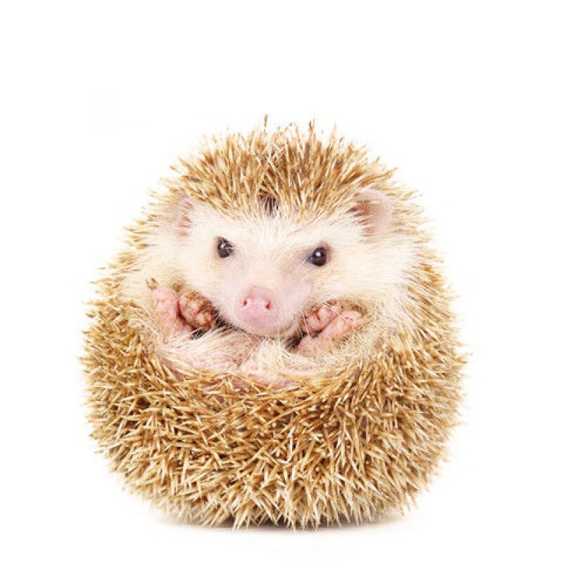 【京东推荐】非洲迷你小刺猬活物幼崽好养学生宿舍宠物温顺不咬人包活