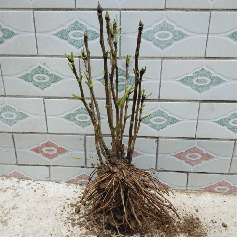 锦语洛阳牡丹花苗室内外盆栽四季观赏花卉庭院植物地栽绿植多年大苗