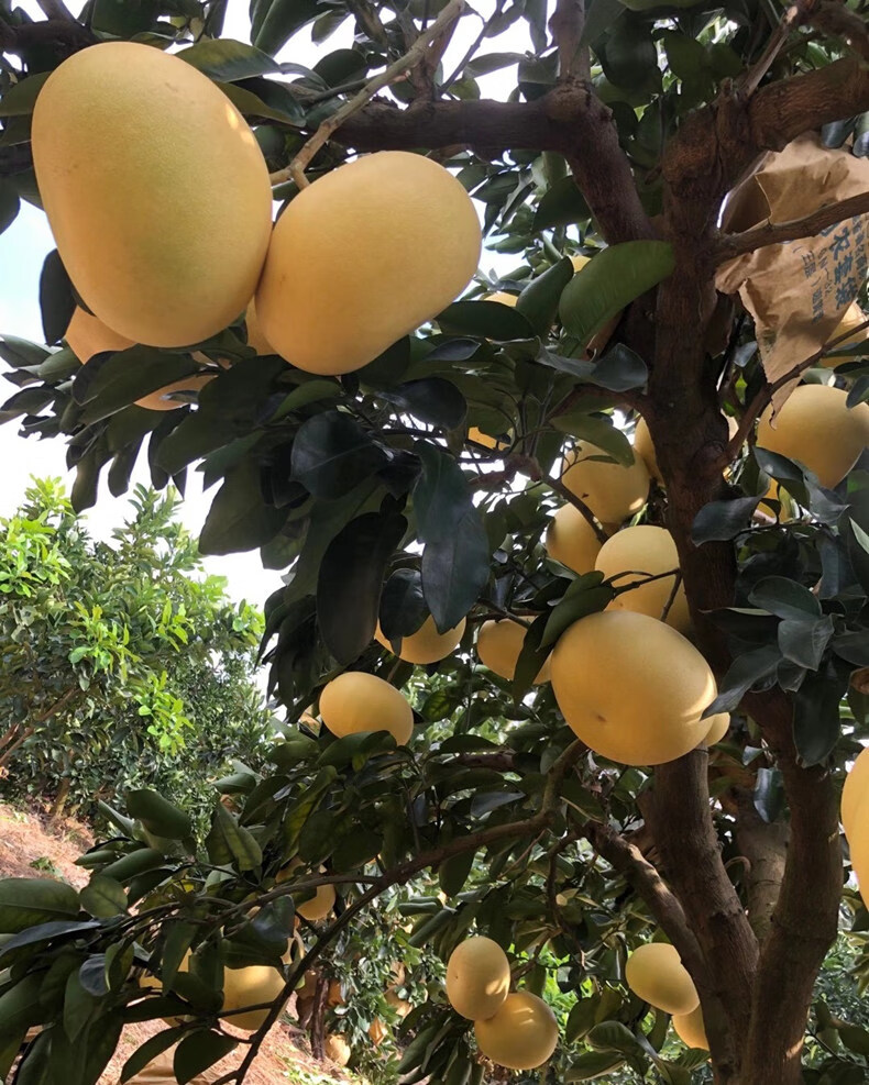 玉环新鲜文旦柚 精品正宗柚子当季新鲜孕妇水果浙江台州楚门蜜柚生鲜