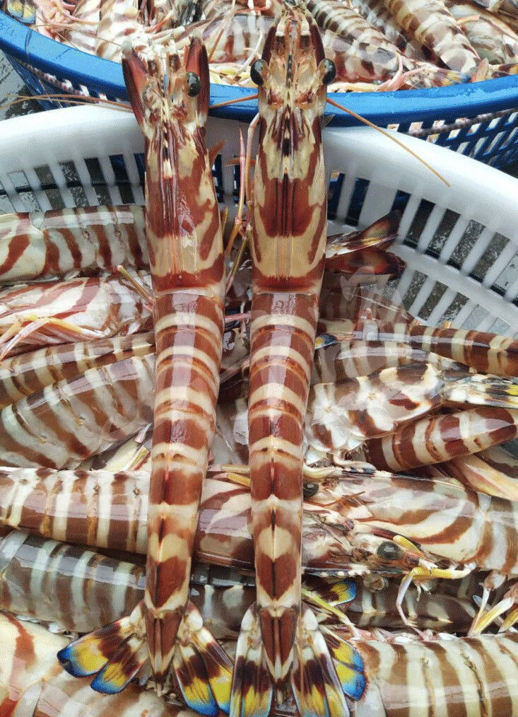 湛江南海斑节虾特大号九节虾花虾竹节虾海虾8-15只装 广东省(专拍)