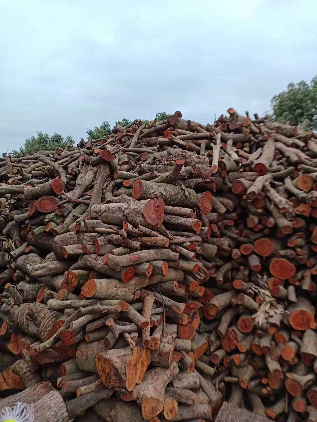 正常发货芊阙全国配送荔枝柴烧烤柴篝火木柴硬木壁炉柴火荔枝木野炊