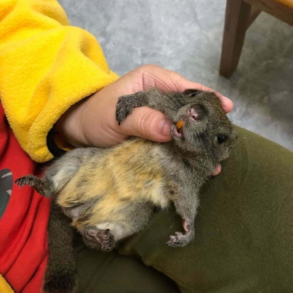 黄山松鼠幼崽 粮食 听话 温顺 粘人 要多乖有多乖【图片 价格 品牌