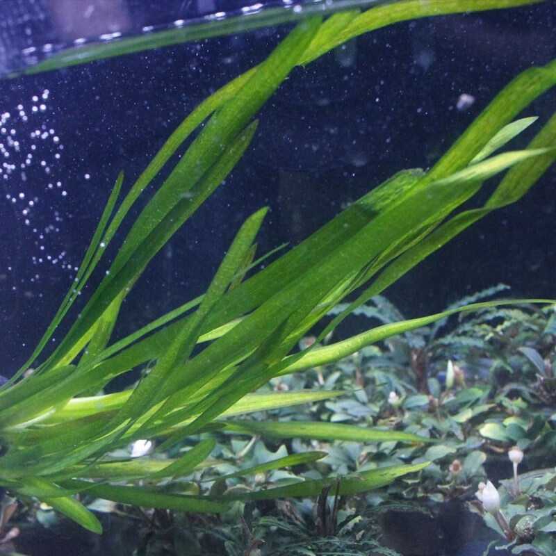 精泰国水剑细叶水兰迷你小水兰水下叶针叶皇冠后景草 【泰国水剑】1棵