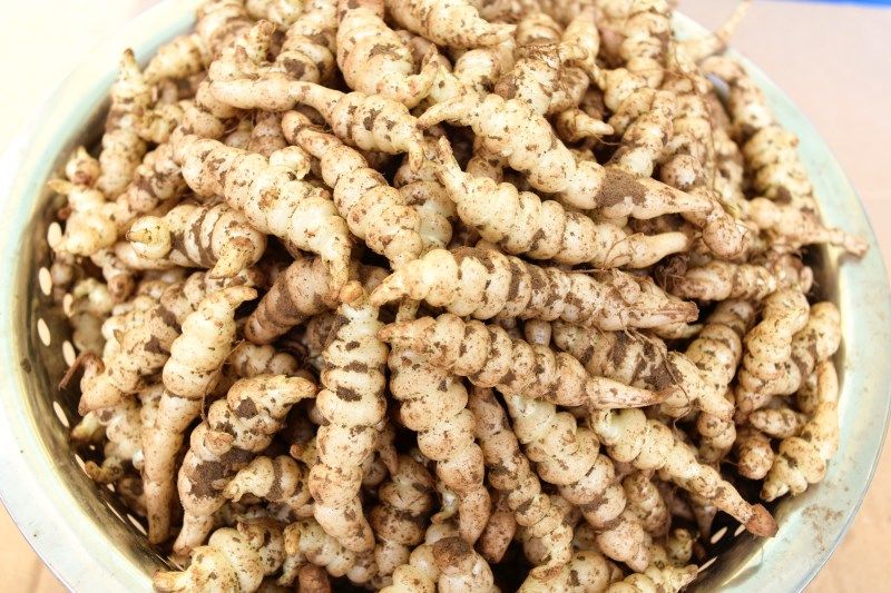 2021螺丝菜宝塔菜种地牯牛新鲜蔬菜地蚕甘露子种植地坏菜现挖现发精选