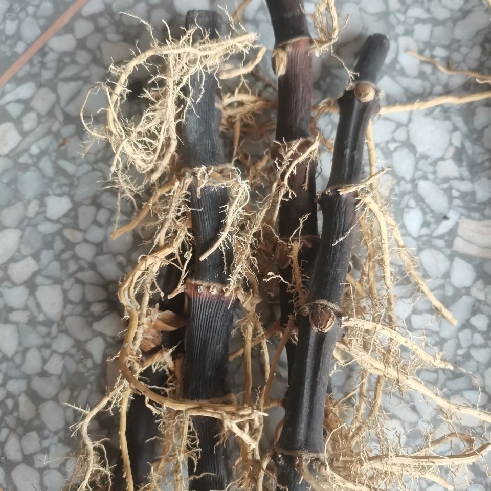 有仁堂紫竹根黑竹根三年以上老竹根紫竹棵药用竹棵年份足年货 干紫竹