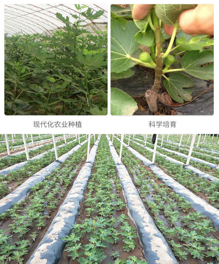 无花果树果苗盆栽地栽苗庭院种植四季无花果苗 黑爵士 3年苗(4颗装)