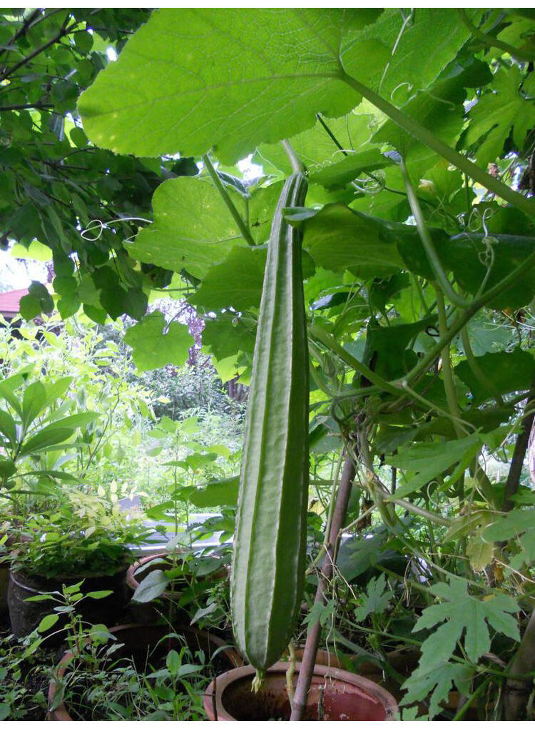 鲜嫩丝瓜5斤八棱角丝瓜长肉丝瓜水瓜35斤当季时令农家新鲜蔬菜批发长