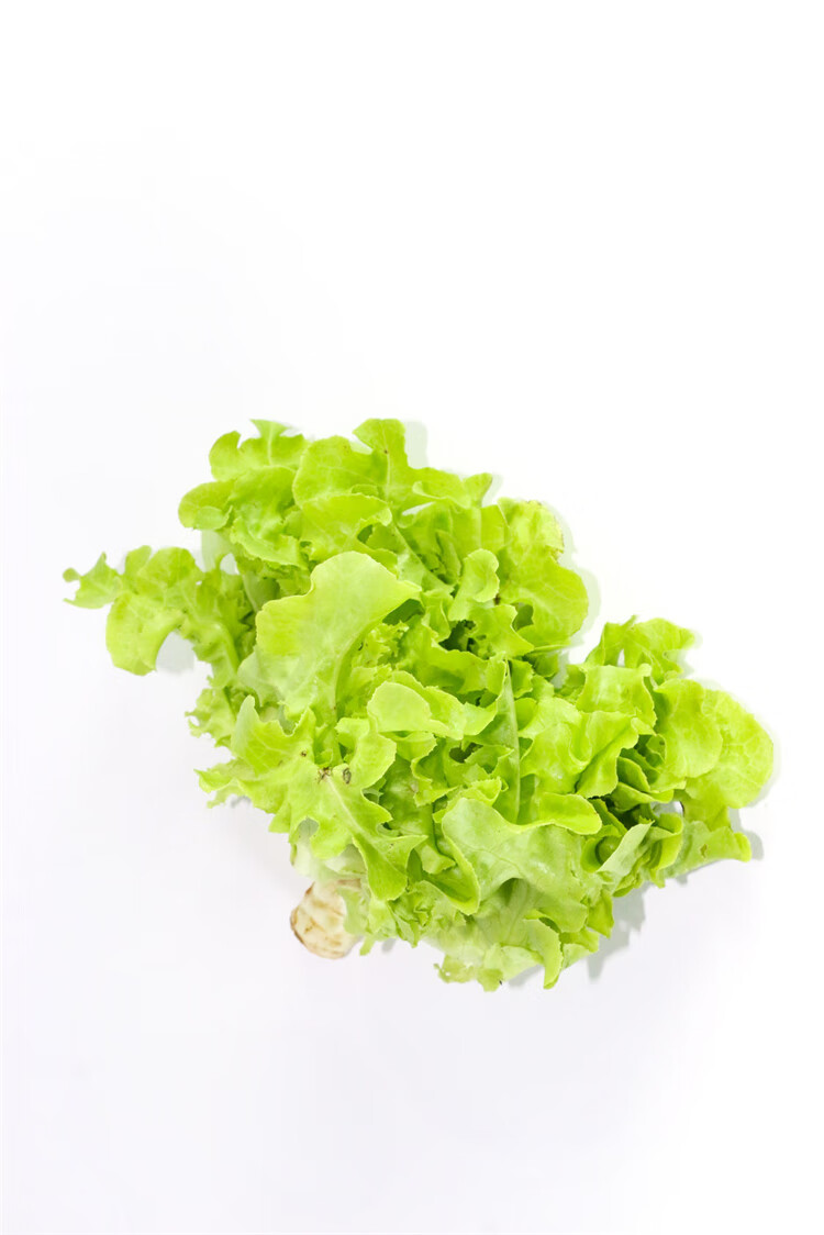 绿橡叶生菜 500g 绿象叶生菜新鲜蔬菜沙拉西餐食材健身轻食生吃色拉