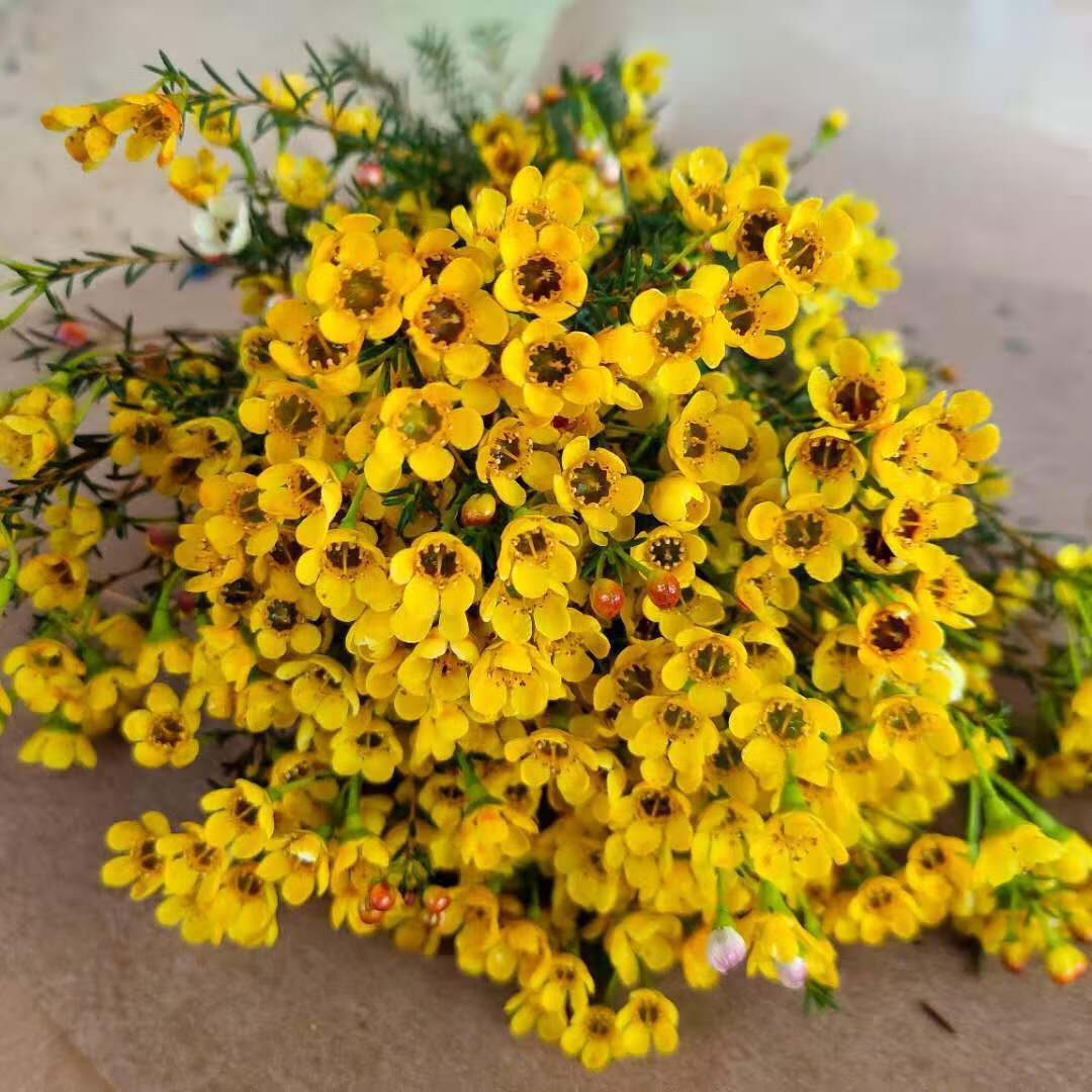 【顺丰】年宵花云南优质澳洲腊梅好养花期长家居办公装饰花束 彩色一