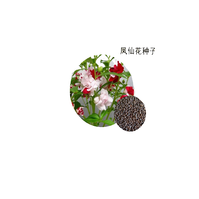 凤仙花种子指甲花种子花种籽 四季易活茶花 指甲花易种盆栽绿植庭院