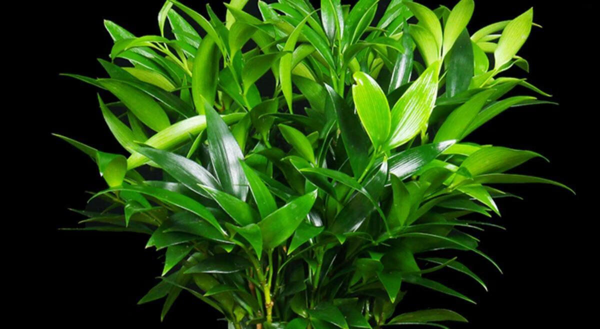 竹柏盆栽室内吸甲醛驱蚊虫草花卉庭院四季常青净化空气清香型植物