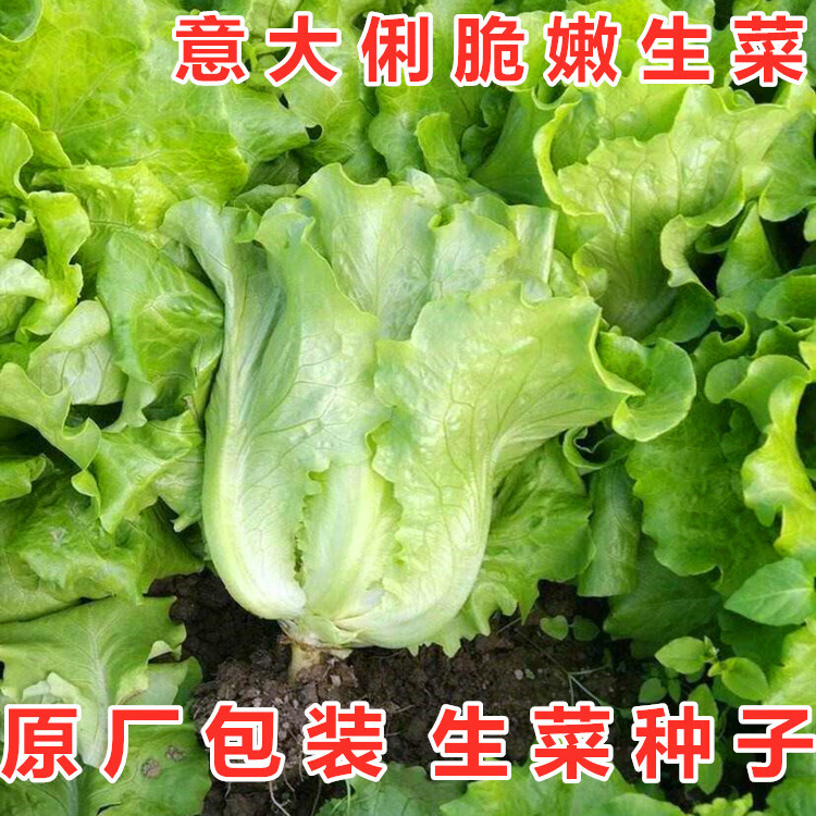 生菜种子意大俐利玻璃生菜种籽耐抽苔四川春夏秋季农家田园蔬菜孑