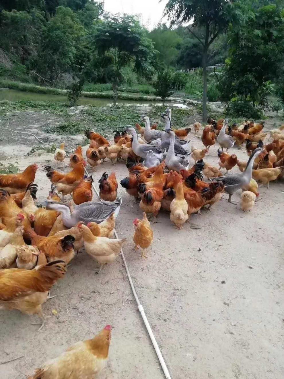 顺丰空运现杀广东大阉鸡太监鸡扇鸡线鸡农家清远鸡新鲜一只杀好约364