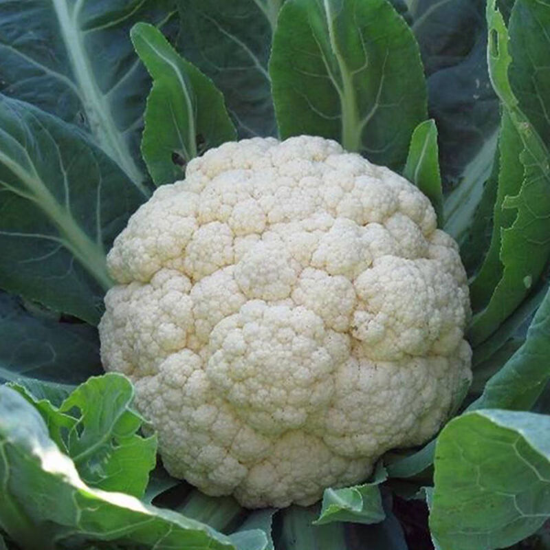 新店促销湖北新鲜现摘西蓝花青梗花菜西蓝花白花菜花椰菜产地直销 西