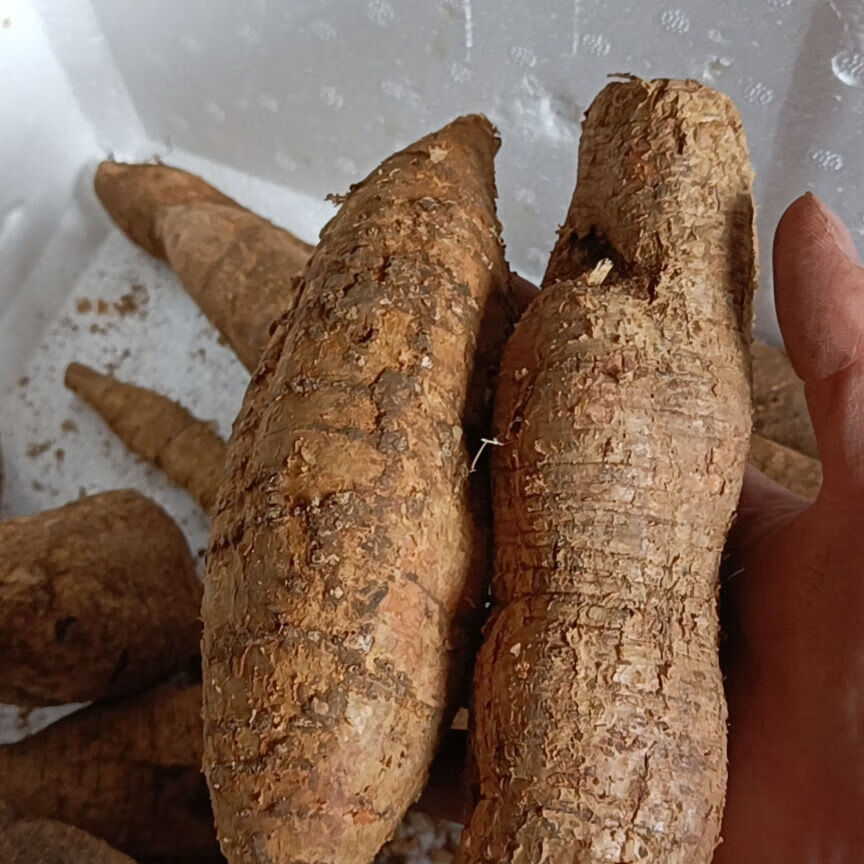 牛大力新鲜材现挖广东汤料500g大力薯根泡酒材料 大黑牛500g【图片