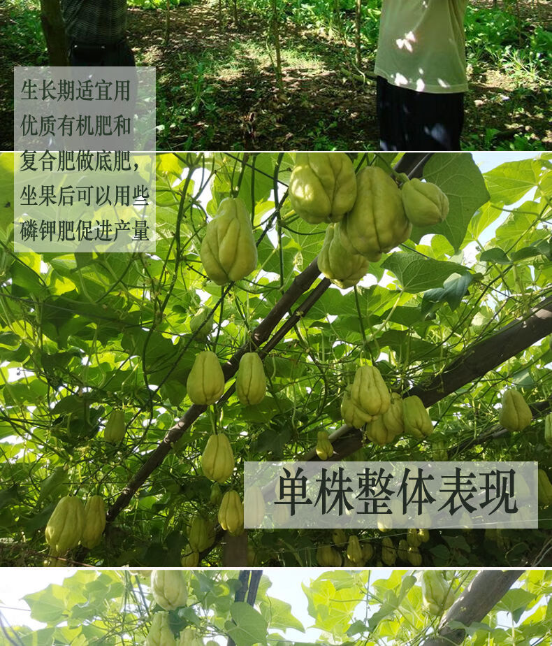 高產佛手瓜種苗春季夏季種植佛手瓜苗陽臺庭院田園易種植秧苗佛手瓜苗