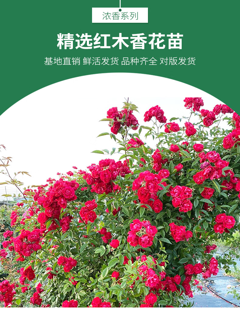 甜蜜木香花苗庭院阳台爬藤植物四季开花盆栽花卉地栽月季浓香绿化苗木