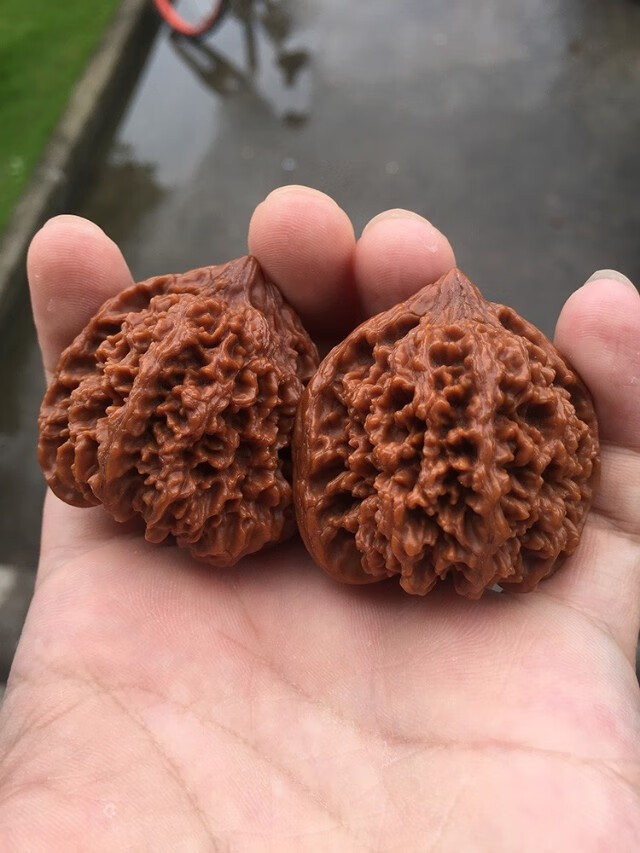 爱优美北京百花山满天星狮子头星星点点随缘款满天星狮子头一对