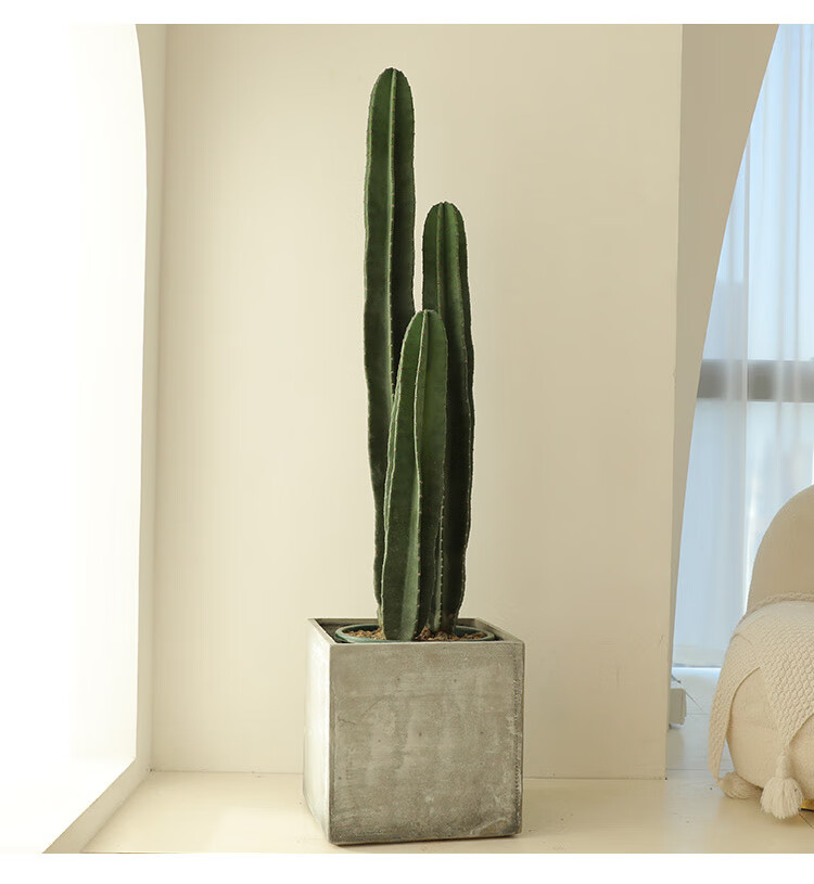 量天尺仙人柱非洲沙漠耐寒仙人掌多肉植物北欧风客厅室内大型绿植 3株