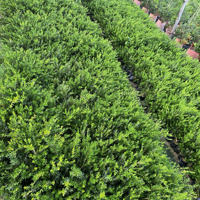 皱皮雀舌黄杨树苗 小叶名贵黄杨苗 盆景高档造型庭院阳台盆栽常青 皱