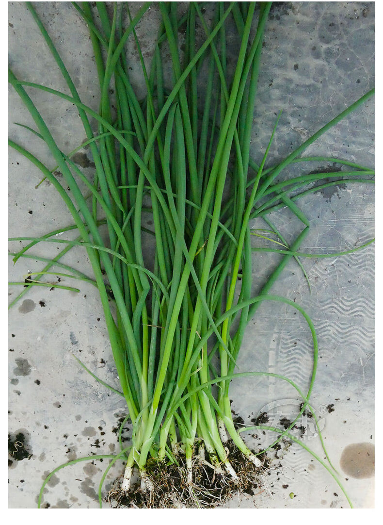 萨倪四季小葱种子苗小香葱种籽阳台盆栽葱苗蔬菜孑种头分葱葱红葱头干