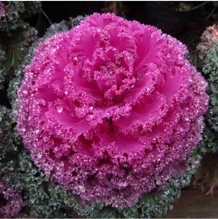 日本羽衣甘蓝种子孑苗种籽红鸥白鸽秋冬季阳台四季盆栽蔬菜苗羽叶