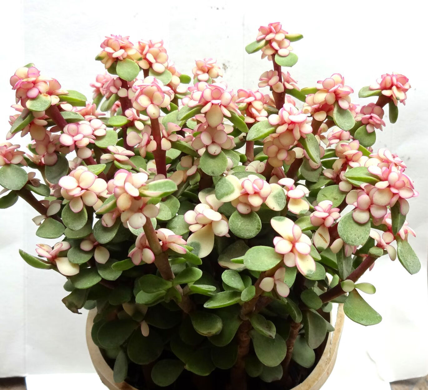 多肉植物金枝玉叶整盆绿植盆栽 金枝玉叶小盆不含盆