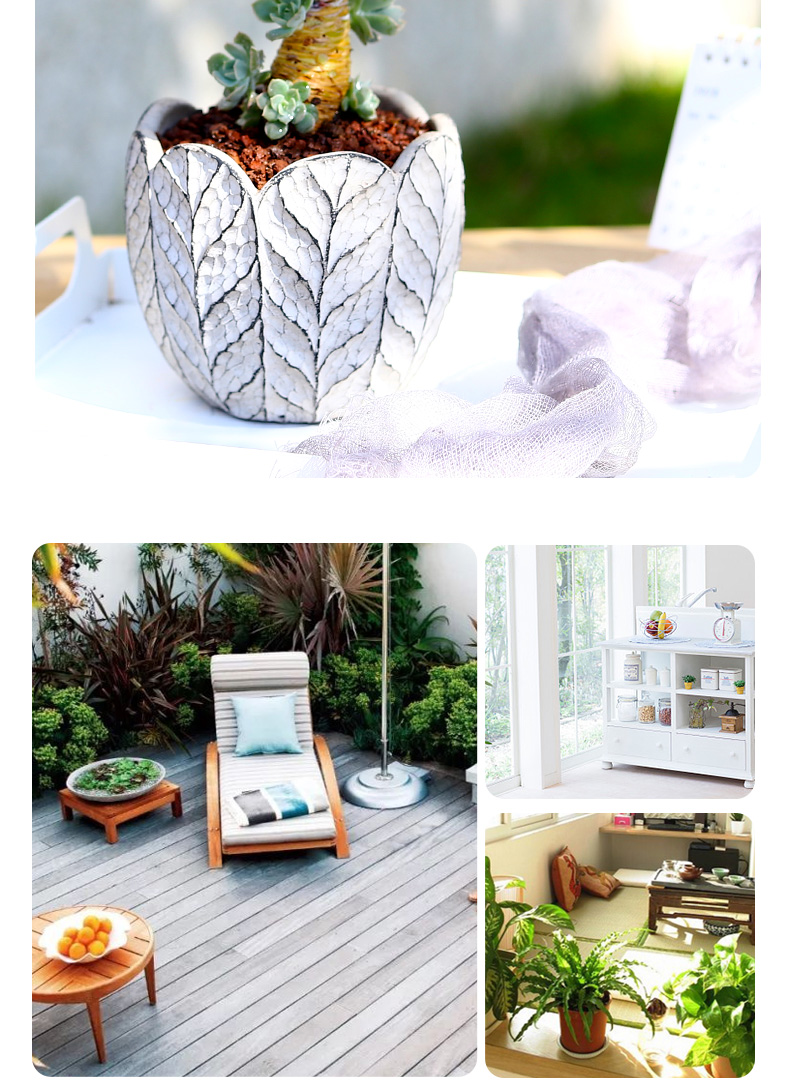 鲁氏石莲老桩多肉植物大颗好养稀有品种大株白凤盆栽蓝色肉肉花卉白凤 2年老桩 朴叶 含盆 图片价格品牌报价 京东