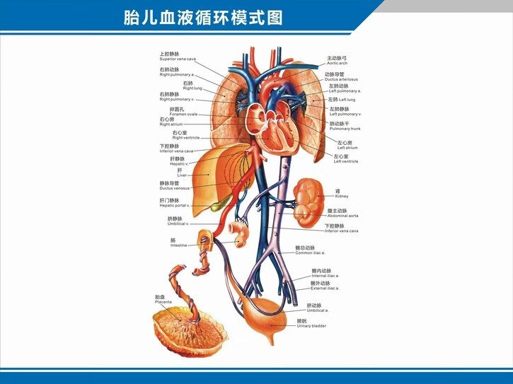 人體血管分佈圖肝門靜脈盆腔解剖圖中英文醫學醫院科室海報掛圖 頭頸