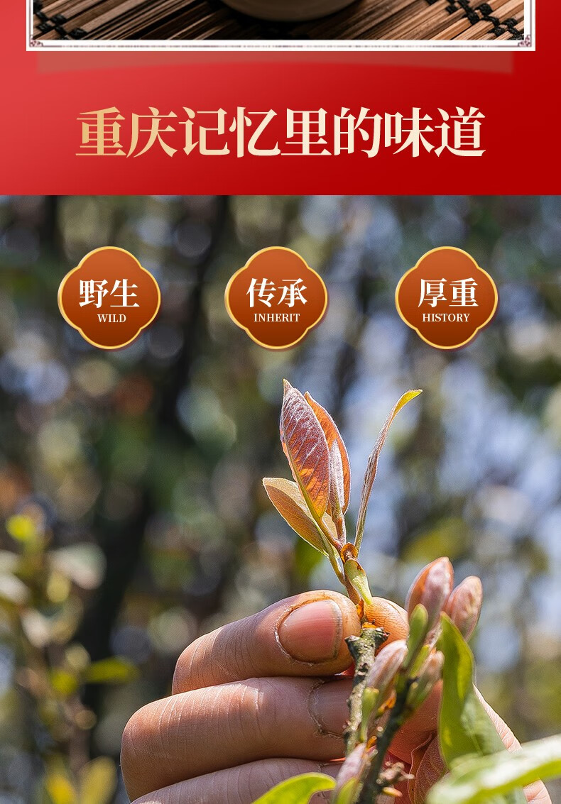 老鹰茶 红茶 高山野生茶 礼盒铁盒 明前采摘 四川特产无茶碱 高档铁盒