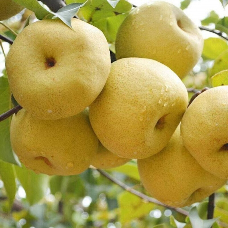 安徽砀山梨子应季新鲜带箱510斤酥脆汤山青皮香甜水果整箱5斤中果
