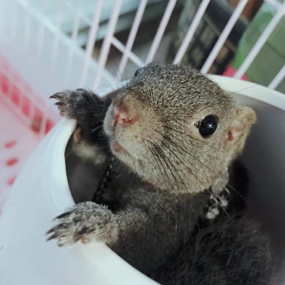 黄山松鼠幼崽 粮食 听话 温顺 粘人 要多乖有多乖【图片 价格 品牌