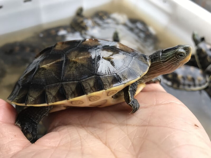 台湾草龟乌龟镇宅珍珠花龟风水龟大小乌龟苗水族龟放生祈福宠物龟 公