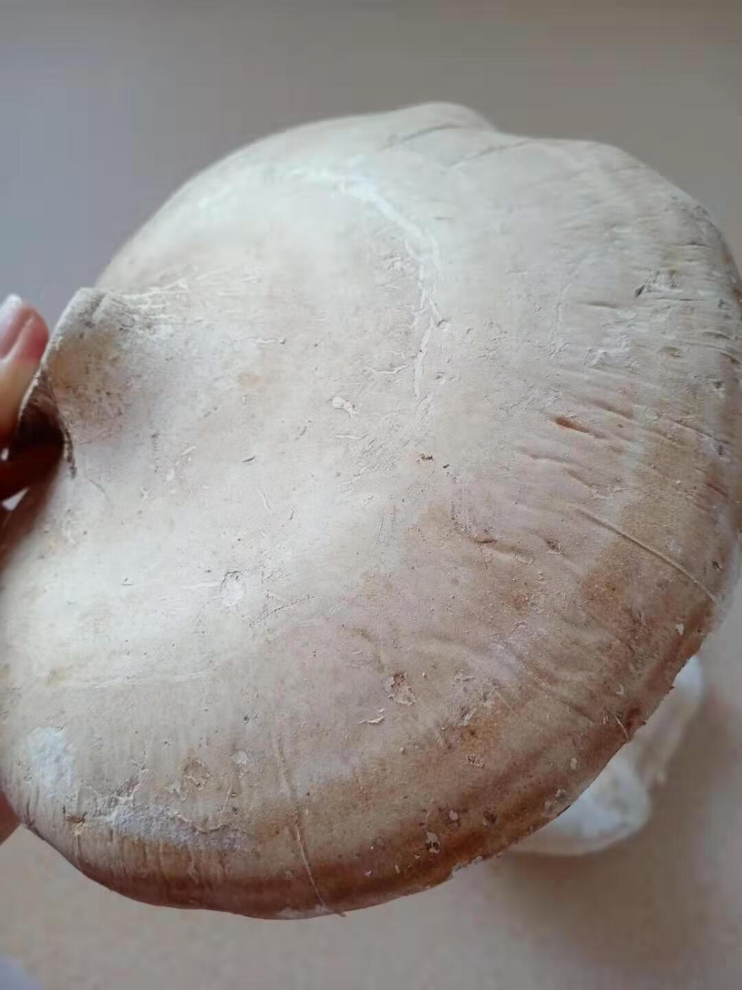 长白山白灵芝白边白玉灵芝白桦树灵芝桦剥孔菌产地切片白灵芝250克